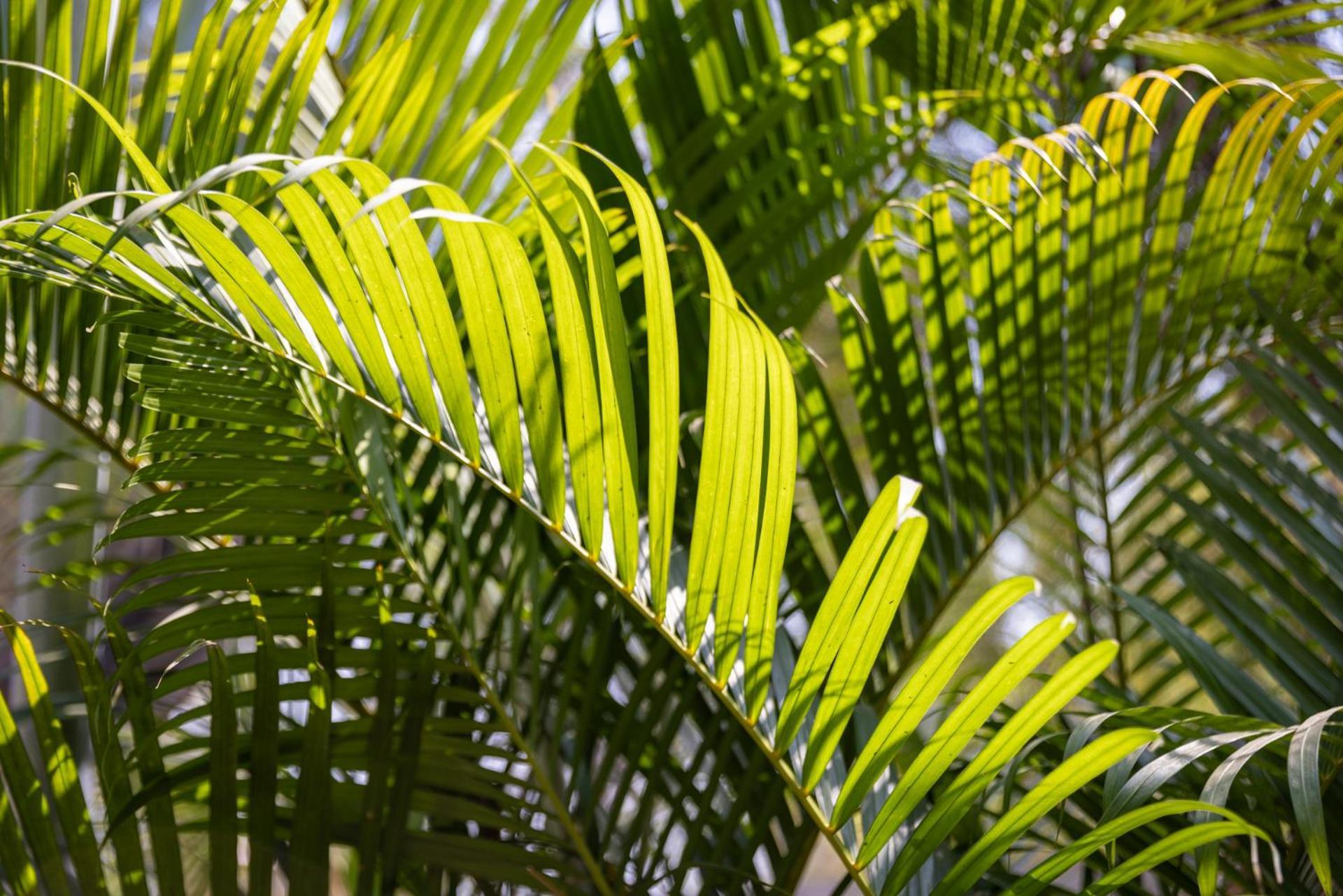 Kampot Cabana Eksteriør bilde
